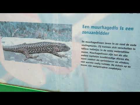 Hoge Fronten in Maastricht Part 1.