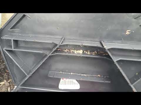 Ants Take Control of Rodent Bait Station in...