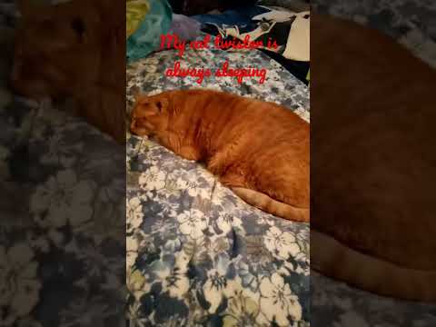 what my cats do all day long part 1