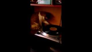 Dj Abraham the cat. Sugar, sugar by the ventures