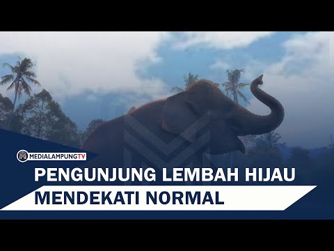 Pengunjung Lembah Hijau Meningkat Mendekati Normal Seperti S