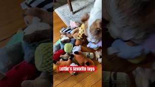 I plan to train Lottie to put her toys away, TBD how it goes 😅 #dogs #doglife