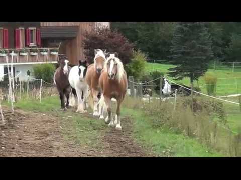 Haflingerherde Oktober 2016 - Haflingerzucht Uebersax