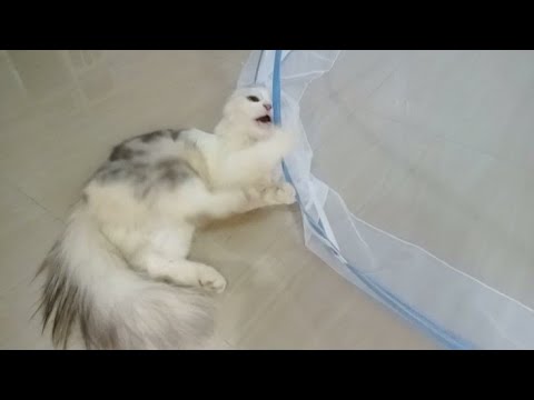 cat vs mosquito net folding | funny cat #catsquadzzz #kitten #cat
