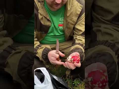 мухоморы🍄