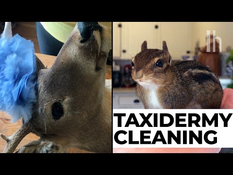 How to Clean Taxidermy
