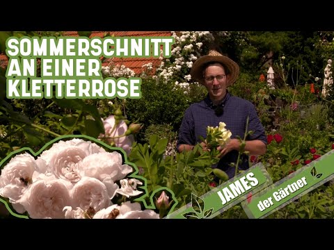 Kletterrosen im Sommer - so klappt der Schnitt einer mehrfach blühenden Rose | James der Gärtner