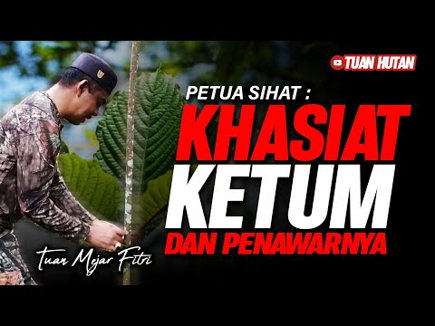 Petua Sihat : KHASIAT KETUM & PENAWARNYA - Mejar Fitri
