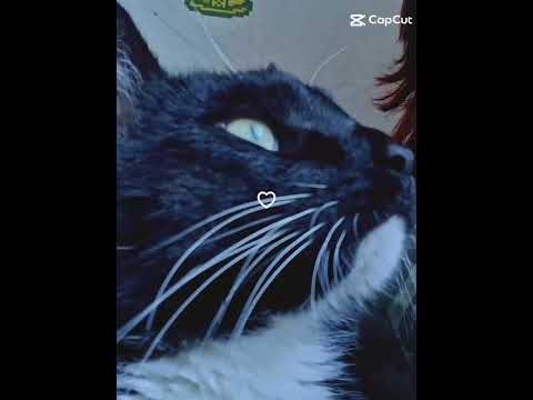 My Babys #cats #katzen #kittys #petlover #Edit #fyp #catmom #pets