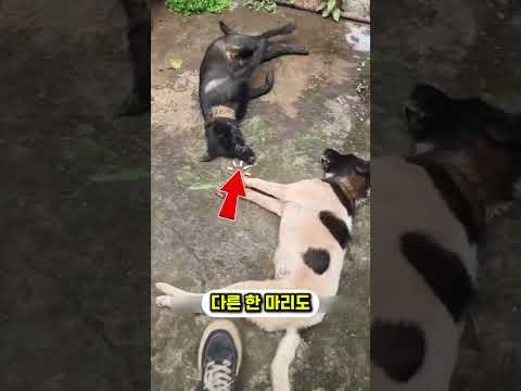 시바견이 땅굴을 미친 듯이 파낸 이유