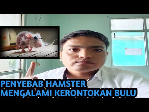 PENYEBAB KERONTOKAN BULU PADA HAMSTER #youtube