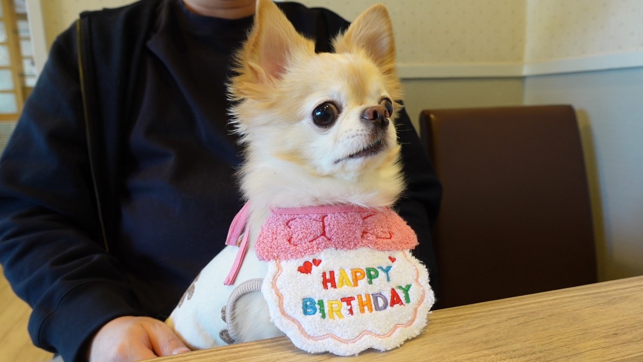 今日は自分が一番えらいと思ってるチワワがこちらです（笑）