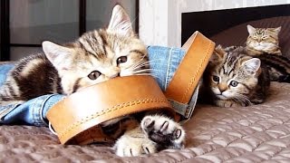 Funny Cats : Kittens Want  Jeans Too