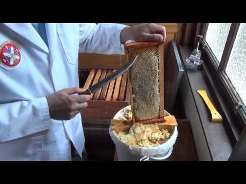 6. Harvesting and processing honey from your honeybees