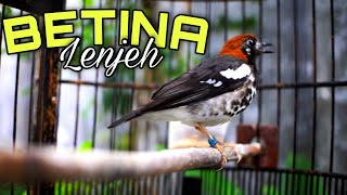 Download lagu Suara Anis Kembang Betina Memanggil Jantan AMPUH Langsung Birahi Emosi mp3