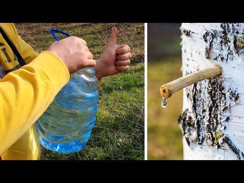 How to Tap Birch Sap | Tapping Birch Trees For Birch Sap