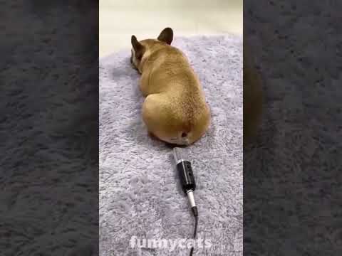 #cute #wow #cat #baby #gan