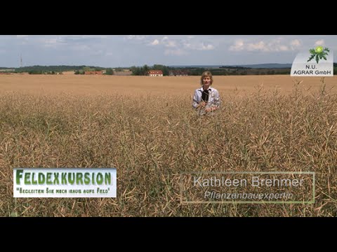 45. Feldexkursion: Raps-Ernte, neue Sorten wählen - NU Agrar, 02.06.2016 (1050, rape harvest)