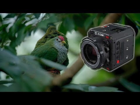 Z CAM E2-F6 Review, Lab Test and Sample Footage: A Visit to the Zoo Schoenbrunn