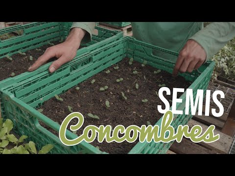 , title : 'Tuto #5 - Semis Concombre'