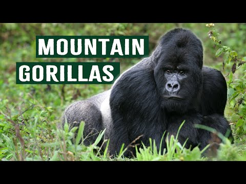 Battle Of Life And Death: Becoming The Alpha Gorilla