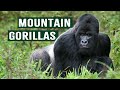 Battle Of Life And Death Becoming The Alpha Gorilla