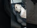 Skoda fabia. Вода в салоне, как устранить проблему.