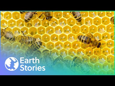 , title : 'What's Causing The Bee To Disappear? | The Mystery of The Disappearing Bees | Earth Stories'