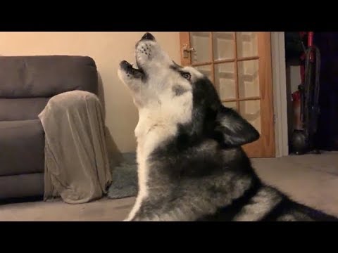 Live thanks for 60-70 and now 75k subs!