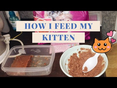 HOW I FEED MY KITTEN | Whiskas Junior