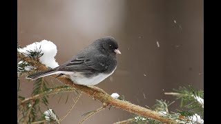 I&#39;ll Be Seeing You In All The Old Familiar Places, Anne Murray.