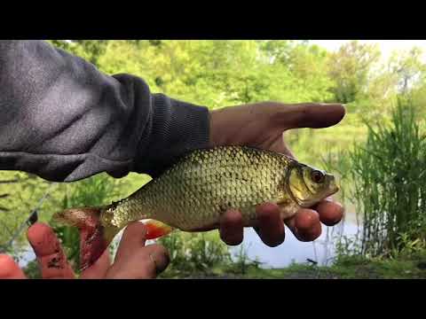 Rudd and tench fishing. Features pike and ell.