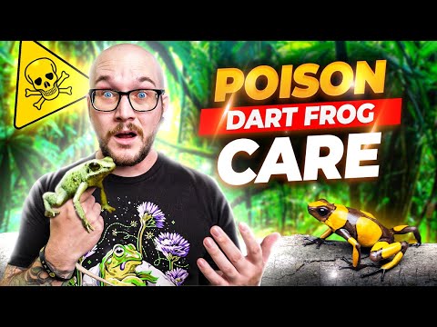 Everything You Need To Know About Keeping Poison Dart Frogs! Dart Frog Care Guide 2023!