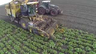 Beet Harvest