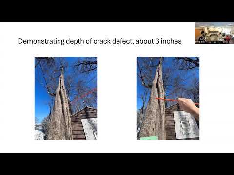 3.11.2026 Trees and Public Greenery Committee