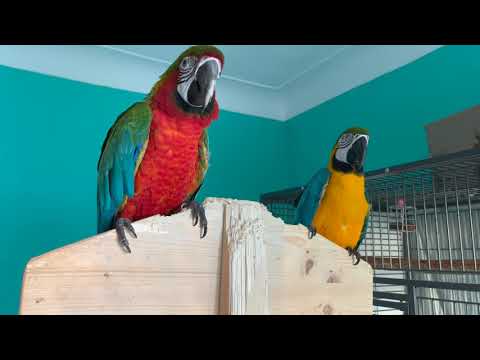Papuzi dialog