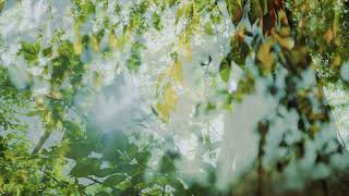 Download lagu Musik Relaksasi Sape Dayak Merdu Sekali || LELENG  - COVER BY JE SAPE mp3