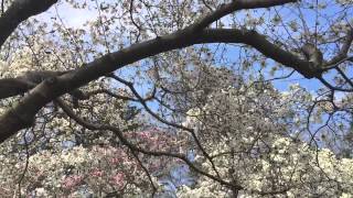 under the magnolia trees