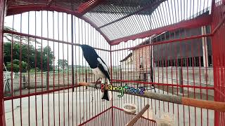 Download lagu KACER GACOR BUKA EKOR ISIAN PRENJAK BETINA mp3