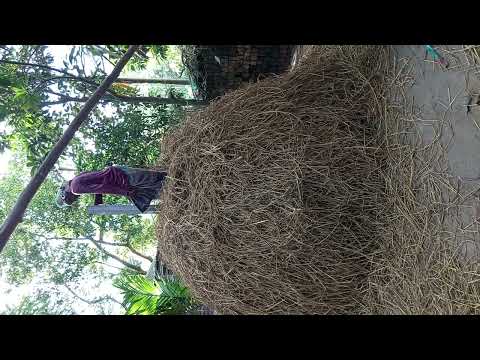 পল্লী বাংলায় খড় সংরক্ষণ | খড়ের গাদা তৈরির দৃশ্যপট