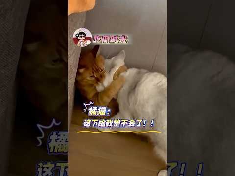 橘猫：关于我死对头，在我怀里哭诉，这件事情很正常吗？ #可爱#猫咪 #万万没想到