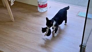 A week ago, a stray cat came to the store, and the owner took her in. Today, she brought her kittens