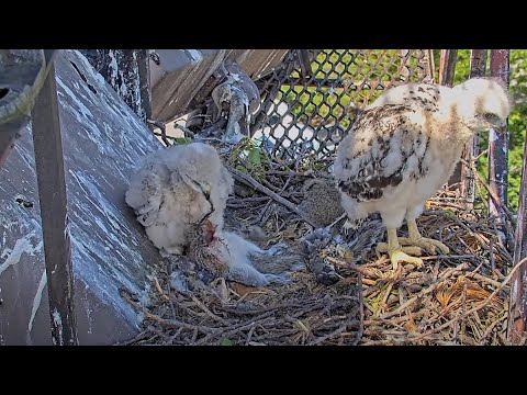 Younger Red-tailed Hawk Sibling Attempts Self-Feeding At Cornell Hawks Nest – May 30, 2025