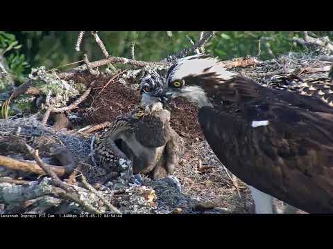 Youngest Osprey Gets A Full Crop During Friday Morning Feeding – May 17, 2019