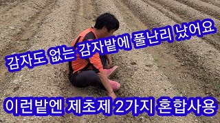 깨끗해 보이는 감자밭에 제초제 2가지 혼합사용이유~~풀약 풀발아 억제제 선택성제초제