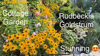 Rudbeckia Goldstrum, Stunning Autumn Perennial Colour. Simple & Easy to Grow. English Cottage Garden