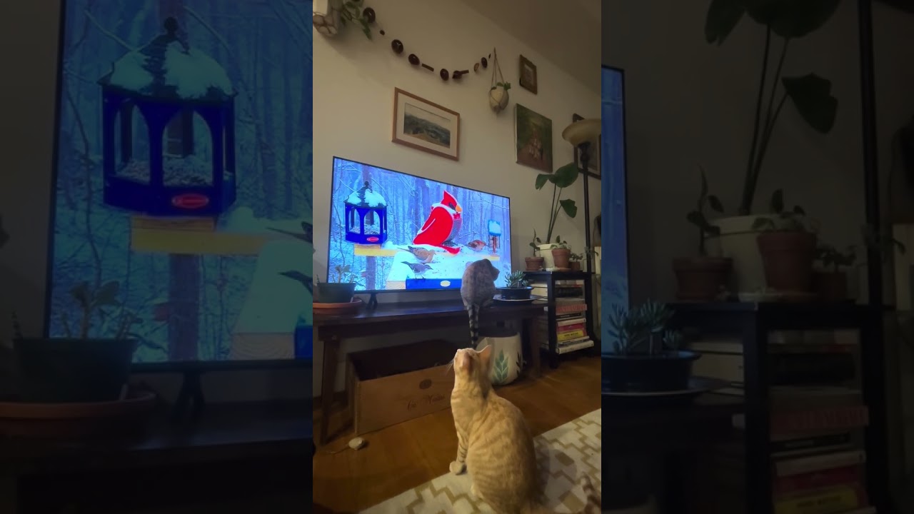 Enlarge David & Ziggy, an adopted Domestic Short Hair in Ridgewood, NY video 5/6