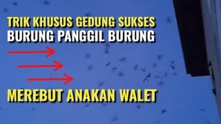 Download lagu Trik Burung Panggil Burung - Merebut Walet Tetangga - Link SUARA di Deskripsi mp3