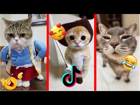 Cats being..CATS😼~Tiktok Compilation 🤣 Funniest And Cute Cats 😻 - Funny Kittens Videos 😇