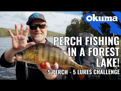 Perch fishing in a forest lake - 5 PERCH 5 LURE CHALLENGE